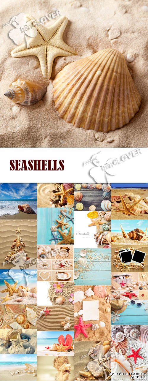 Seashells 0595