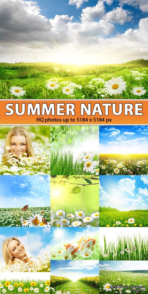 Летняя пейзажи - зеленая трава ромашек, васильков и маки (HDR clipart)