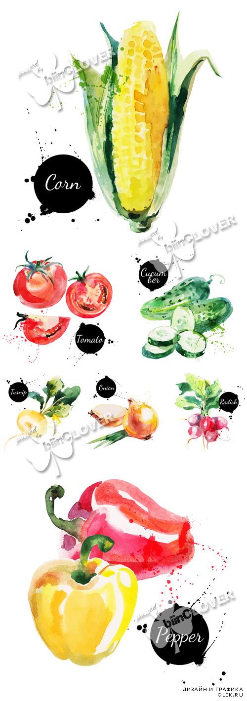 Fresh vegetables watercolor illustrations 0599