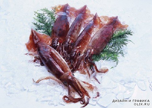 Морепродукты: мидии, осьминоги, кальмары