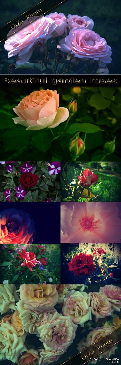 Beautiful garden roses