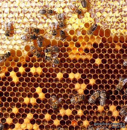 Растровый клипарт - Улей, мёд, пчёлы