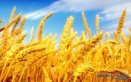Поле пшеницы (подборка изображений)