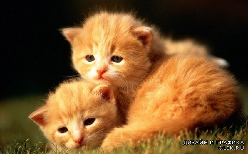 Рыжие коты и котята (подборка фотографий)