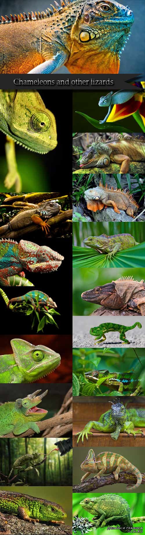 Chameleon and other lizards