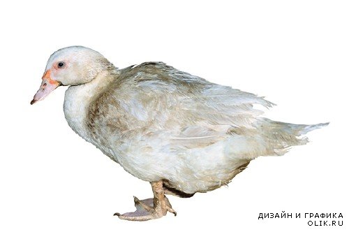 Домашняя птица: Утка (подборка изображений)