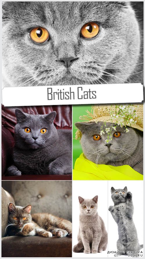 Британские кошки - Набор растровых изображений
