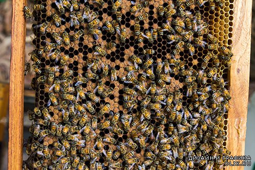 Растровый клипарт - Пчёлы