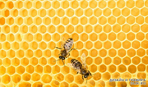 Растровый клипарт - Пчёлы