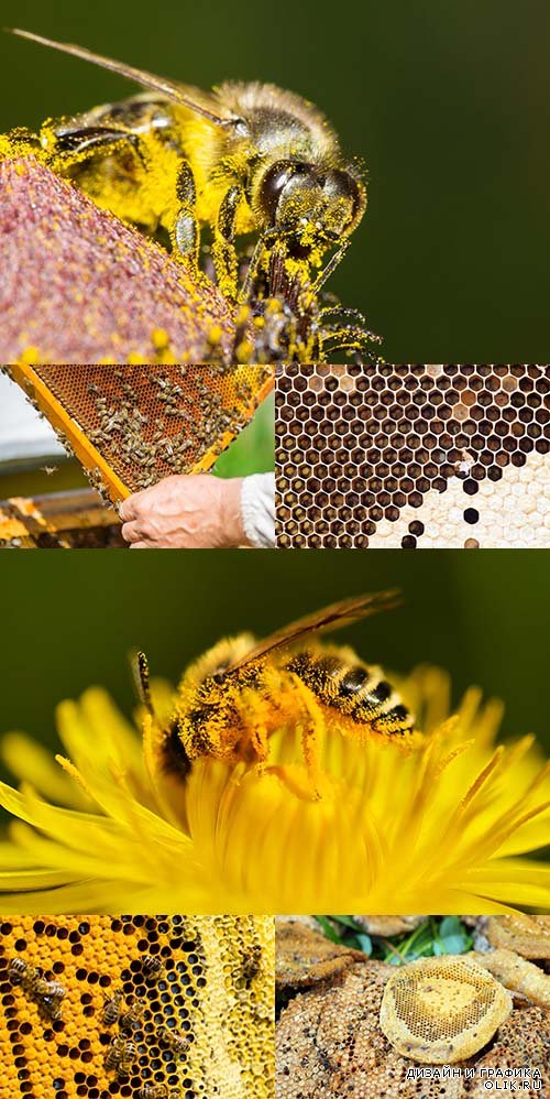 Растровый клипарт - Пчёлы 2
