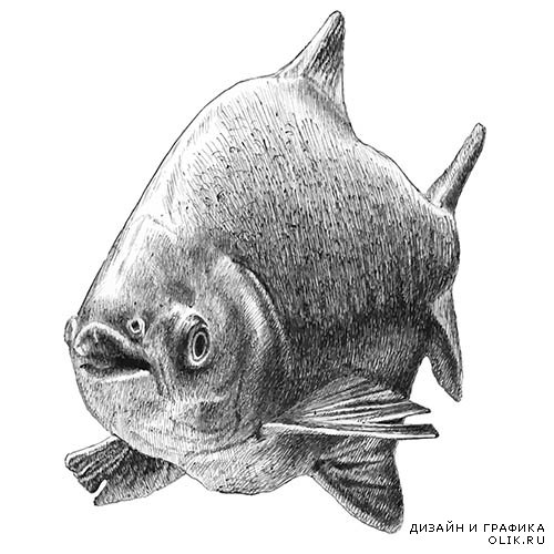 Векторный клипарт - Рыба 2