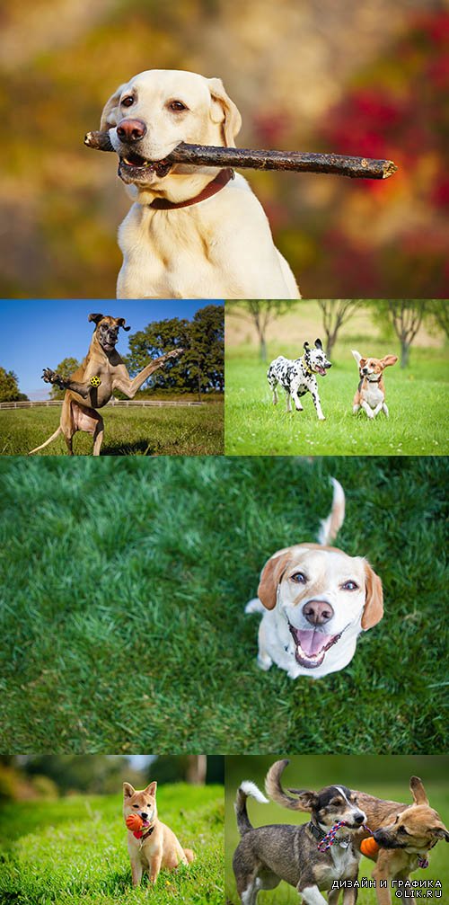 Растровый клипарт - Счастливые собаки
