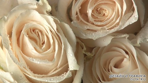 Фоновый футаж - Кремовые Розы