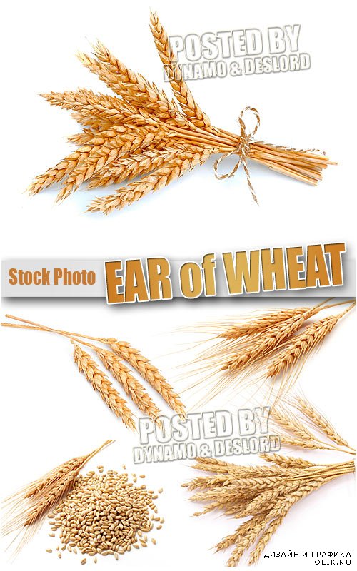 Колосья пшеницы - Растровый клипарт