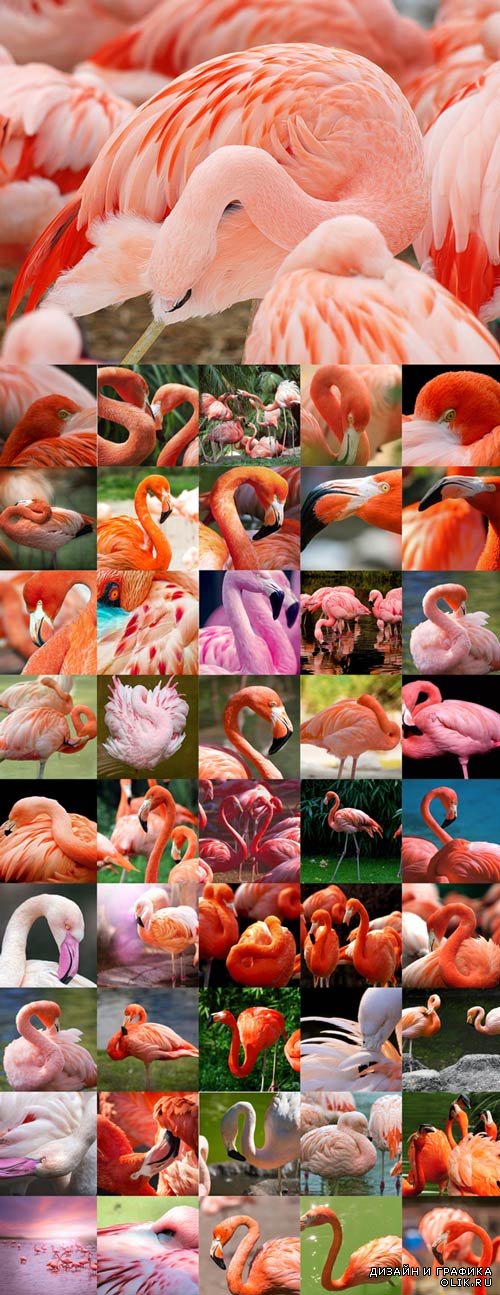 Amazing flamingos Raster Graphics