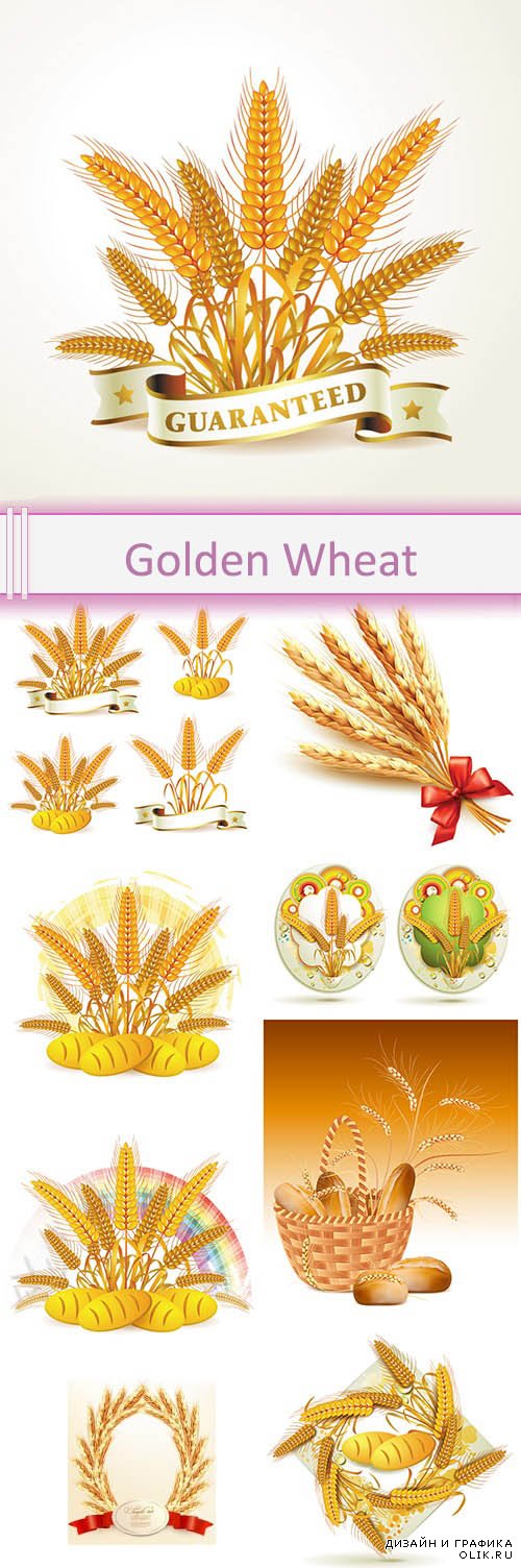 Vector Golden Wheat