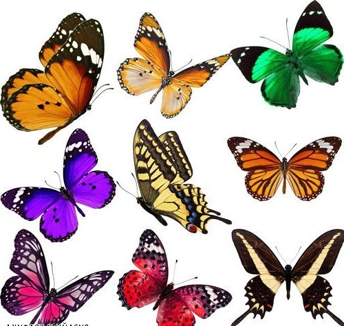 Яркие бабочки на отдельных слоях в формате PSD