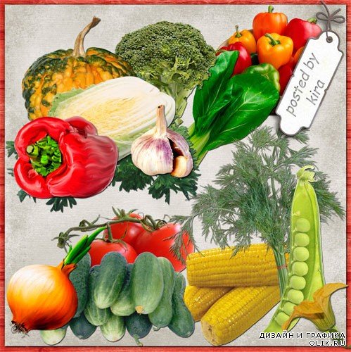 Картинки овощей - перец, чеснок, лук, капуста, горох, кукуруза, помидоры, огурцы
