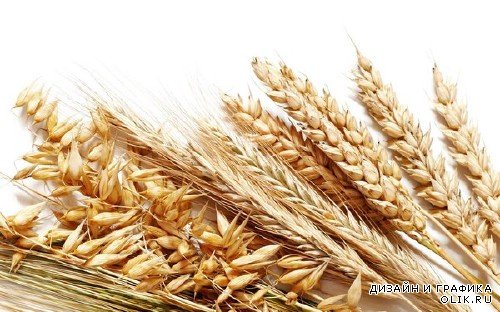 Колосья и зерна пшеницы (подборка изображений)