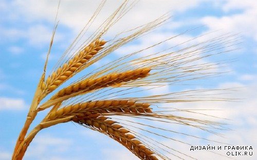 Колосья и зерна пшеницы (подборка изображений)