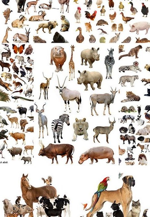 Картинки - животные на белом фоне - птицы, собаки, лошади, коровы, хищники и многое другое