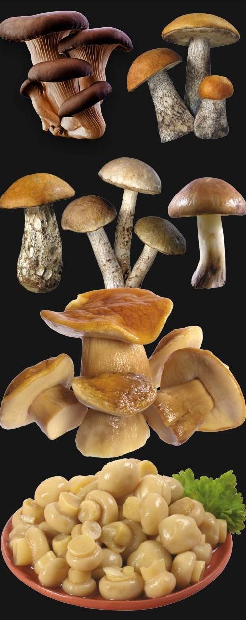 Картинки - грибы - подберезовики, подосиновики, маслята, шампиньоны, белые