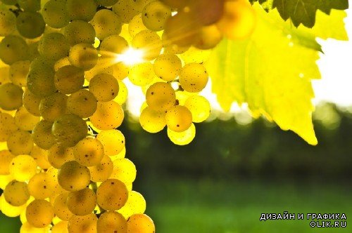 Виноград и виноградные гроздья (подборка изображений)