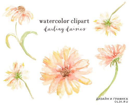 Watercolor Daisies PNG