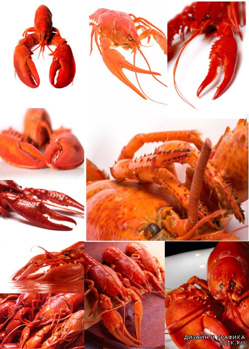 Омар/lobster close-up HD Photography