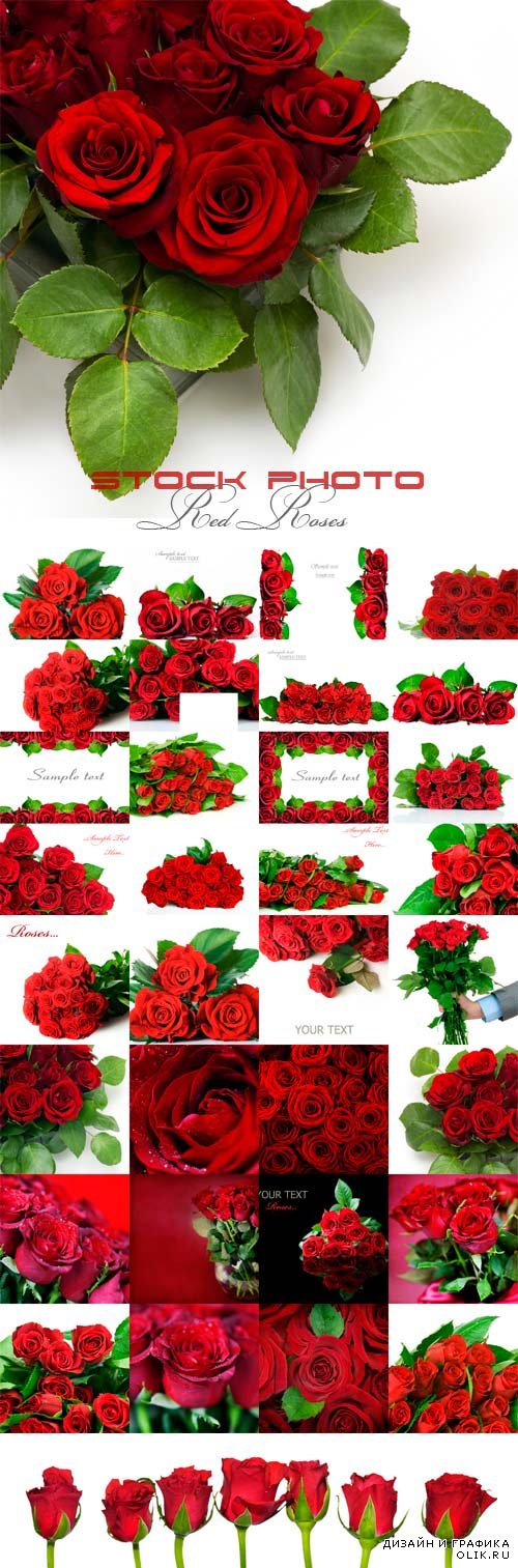 Роскошные красные розы растровый клипарт