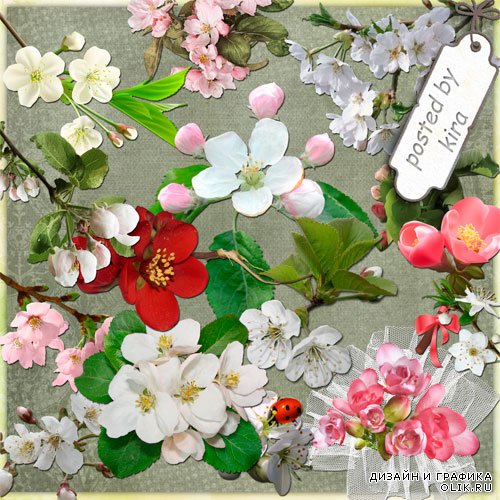 Клипарт в png - Цветы яблони, вишни, сакуры