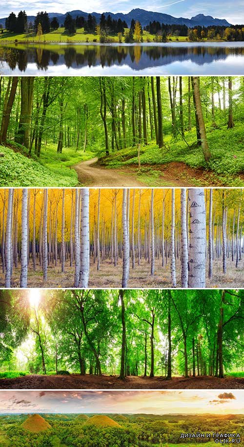 Панорамные фотографии леса