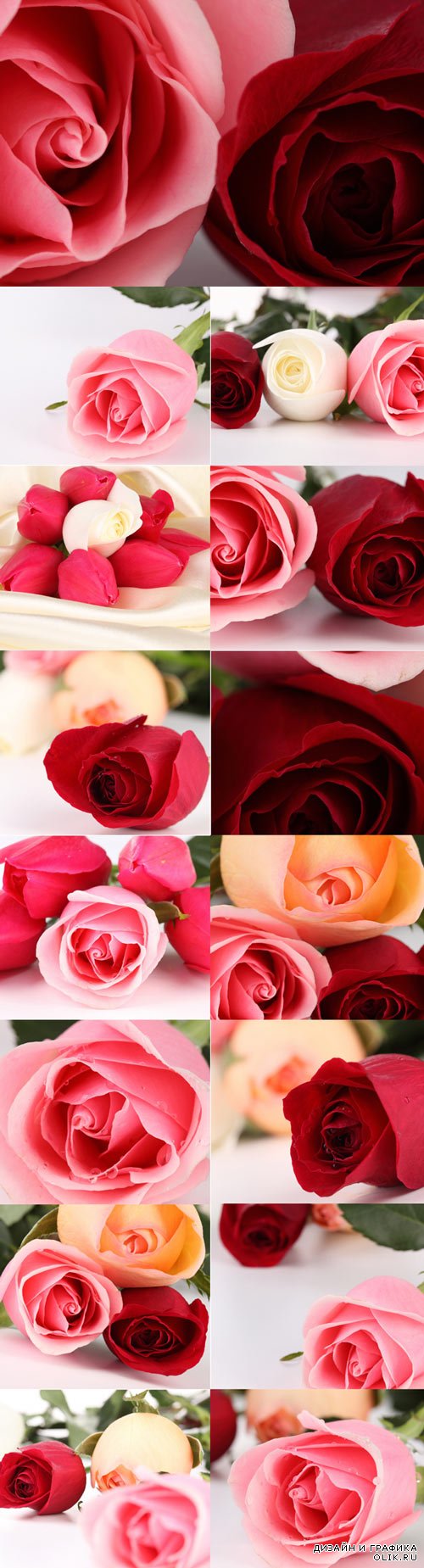 Красные, розовые, белые розы - фотоклипарт