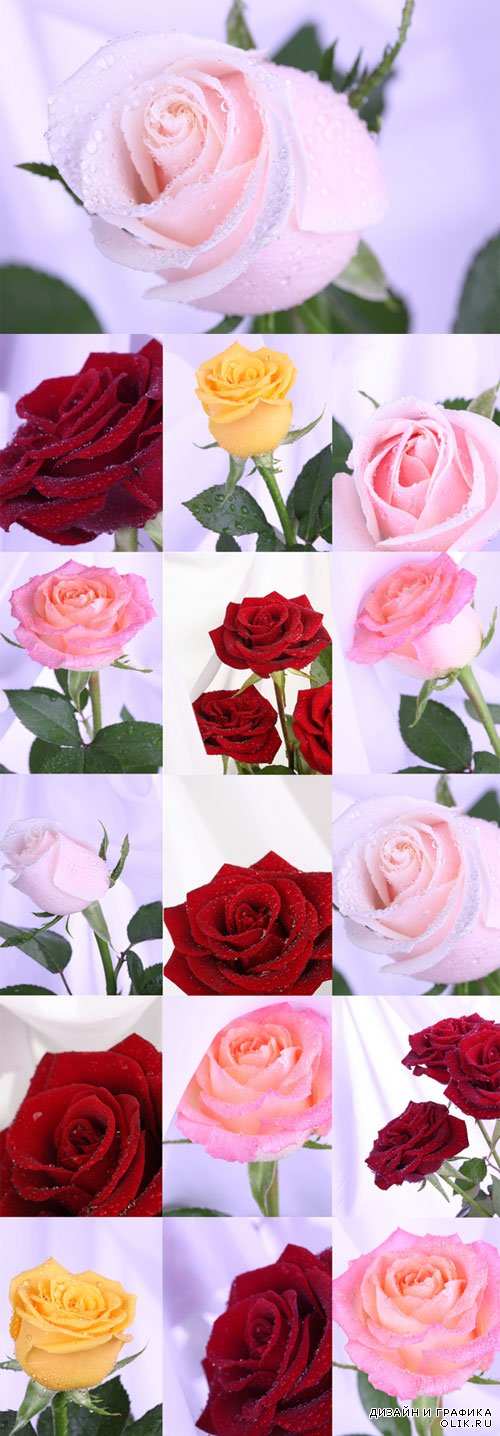 Красные, розовые, белые и желтые розы в каплях воды - фото. Red, pink, white and yellow roses in drops of water