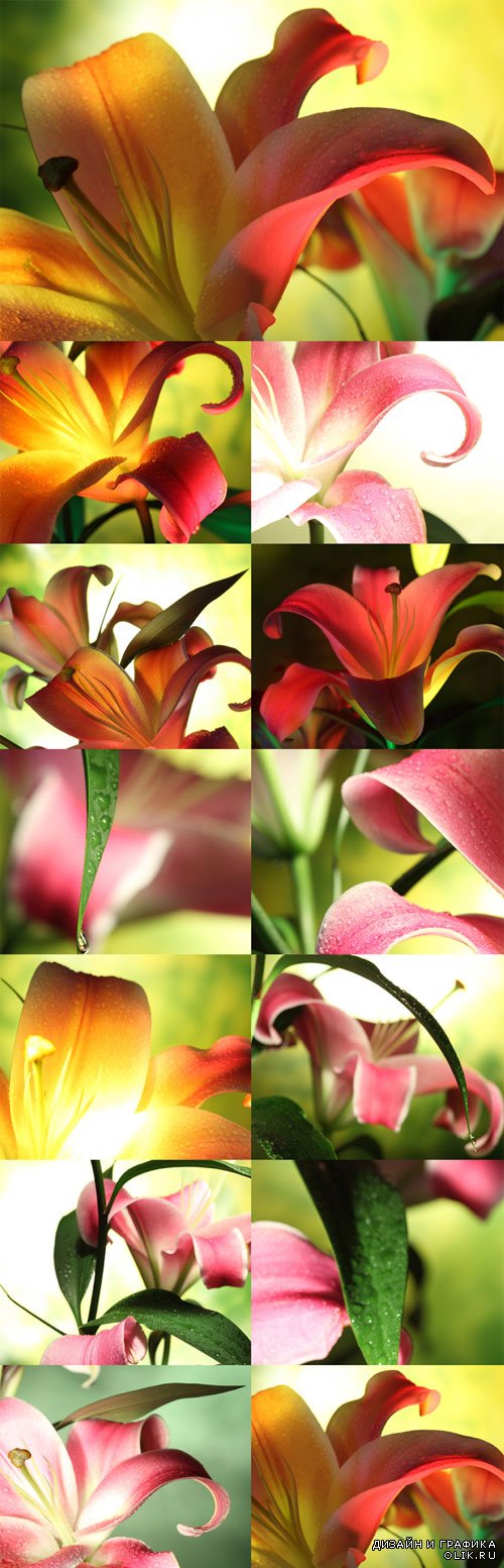 Элегантные лилии - фотоклипарт. Elegant lily Raster Graphics