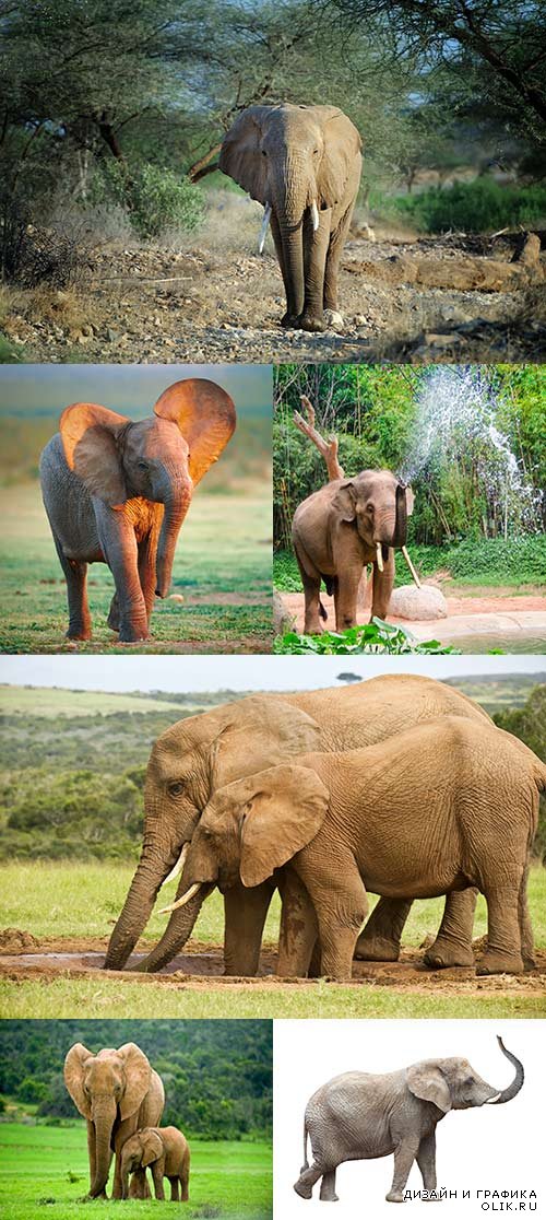 Растровый клипарт - Слоны