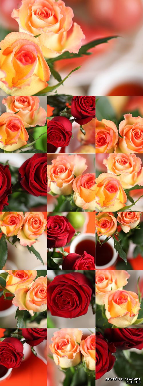 Элегантные красные и желтые розы - фотоклипарт