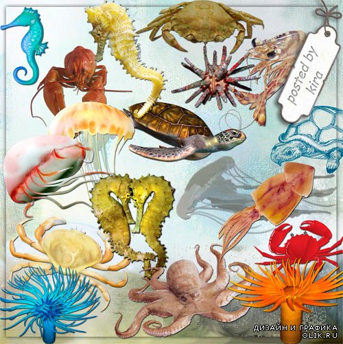 Клипарт для оформления - Крабы, морские коньки, осьминоги, медузы и другие морские животные
