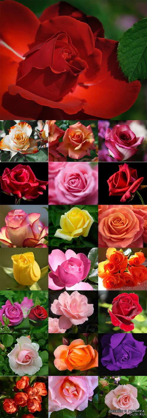 Прекрасные розы различных цветов - фотоклипарт. Beautiful roses of different colors Raster Graphics set 2