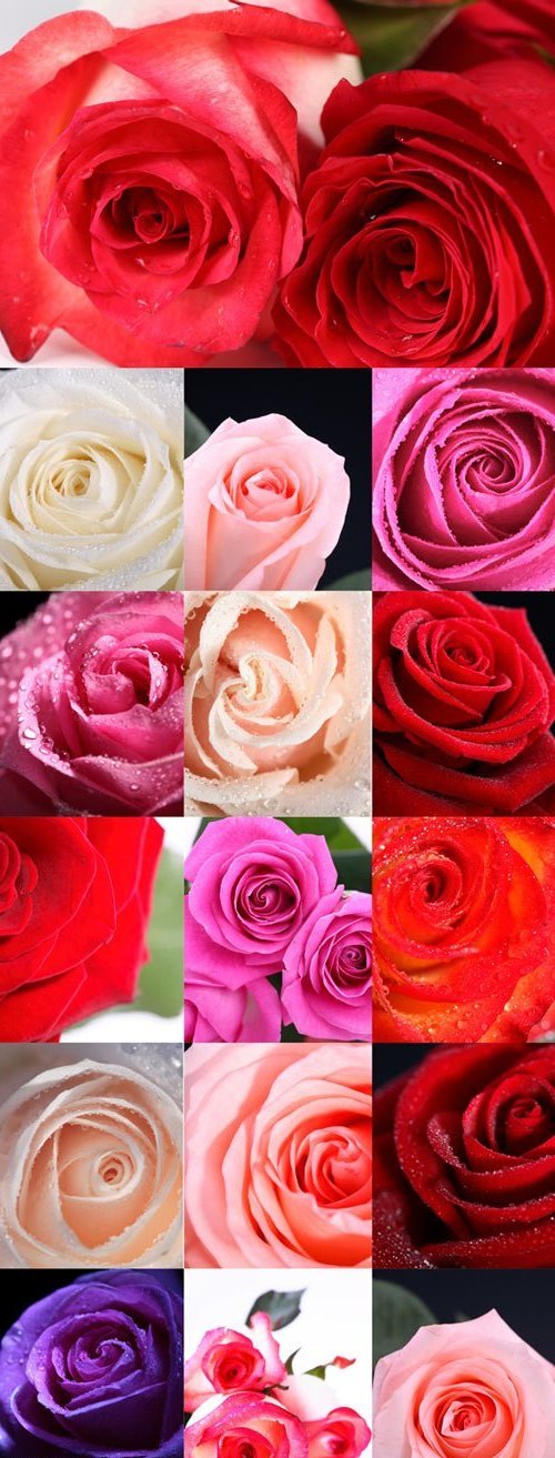 Картинки розы - красные, белые розы, чайные розы, нежно розовые розы, фиолетовая роза