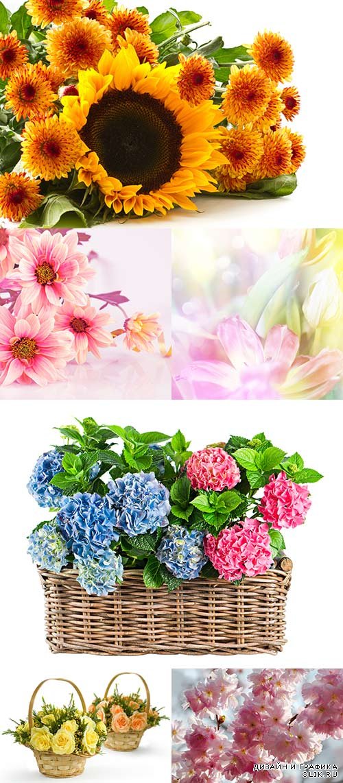 Картинки для фотошоп - яркие цветы