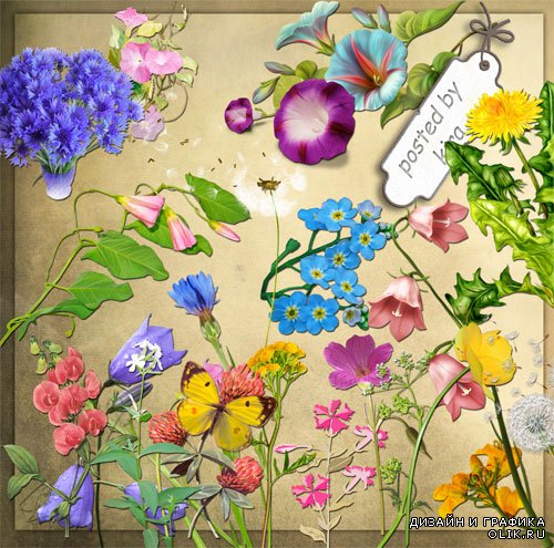 Клипарт на прозрачном фоне - Васильки, одуванчики и другие полевые цветы