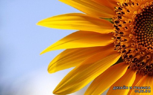 Солнечный цветок: Подсолнух (подборка изображений)