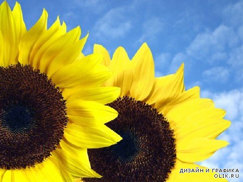 Солнечный цветок: Подсолнух (подборка изображений)