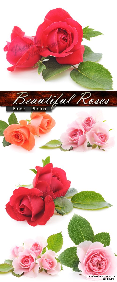 Розовые, красные, оранжевые Розы с нежными листочками