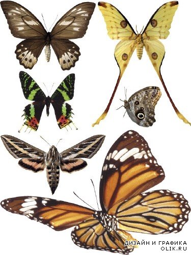 Насекомые: Бабочки и мотыльки (прозрачный фон) вторая часть