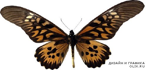 Насекомые: Бабочки и мотыльки (прозрачный фон) вторая часть