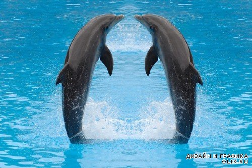 Морские обитатели: Дельфины