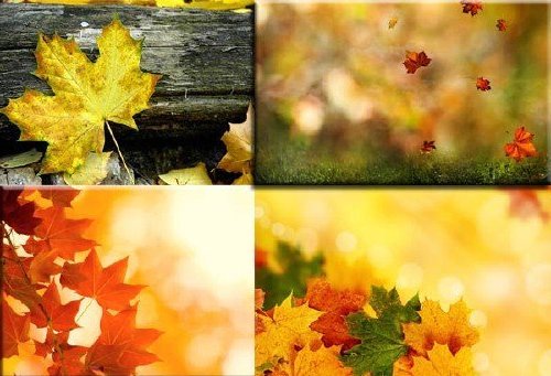  Яркие картинки осени - фоны с разноцветными листьями 