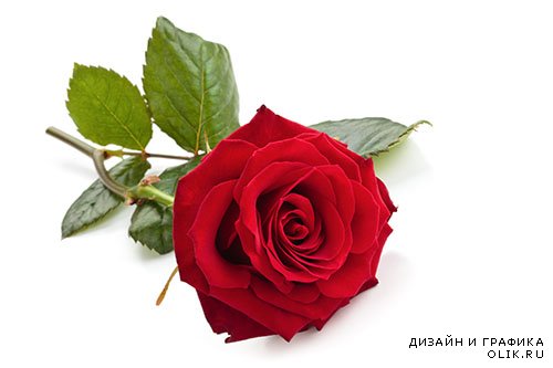 Растровый клипарт - Розы